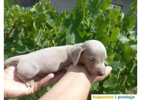 Patuljasti Jazavičar prelepi štenci - 5/11