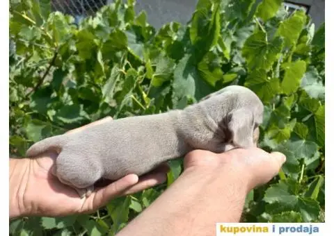 Patuljasti Jazavičar prelepi štenci - 6/11