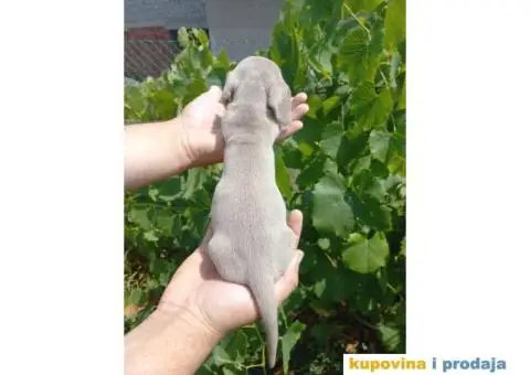 Patuljasti Jazavičar prelepi štenci - 7/11