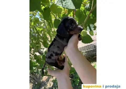 Patuljasti Jazavičar prelepi štenci - 8/11