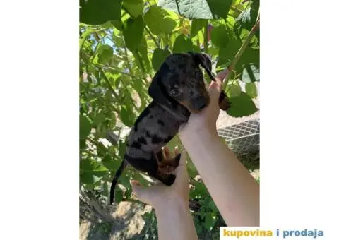 Patuljasti Jazavičar prelepi štenci - 9/11
