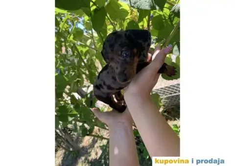 Patuljasti Jazavičar prelepi štenci - 10/11