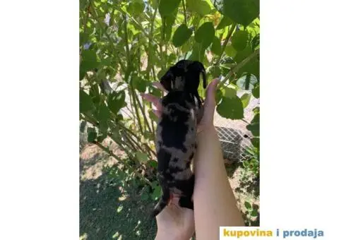 Patuljasti Jazavičar prelepi štenci - 11/11