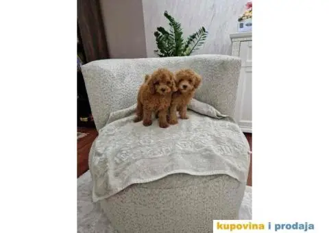 Toy pudle, stenci sa slika spremni za preuzimanje. - 1/3