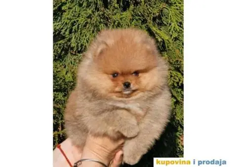 Pomeranac BOO medvedići - 1/3