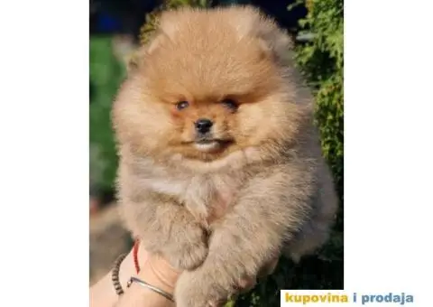 Pomeranac BOO medvedići - 2/3