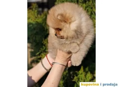 Pomeranac BOO medvedići - 3/3