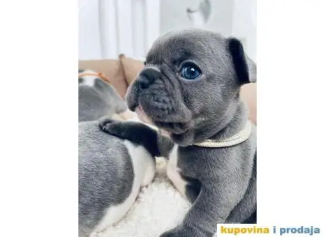 Plavi francuski buldog - 1/5