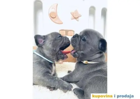 Plavi francuski buldog - 2/5