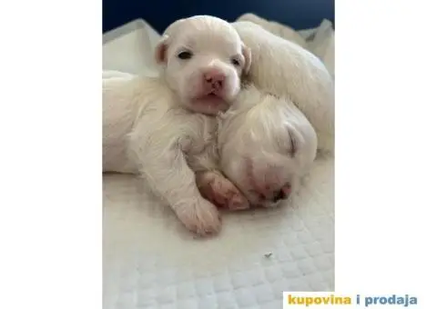 Maltezer prelepi štenci - 1/12