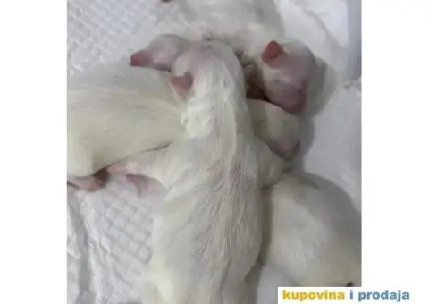 Maltezer prelepi štenci - 2/12