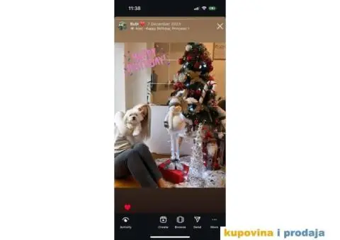 Maltezer prelepi štenci - 3/12