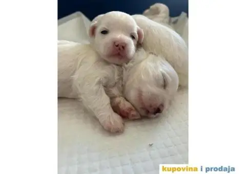 Maltezer prelepi štenci - 4/12