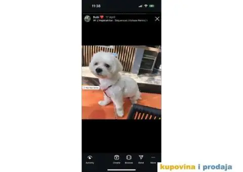 Maltezer prelepi štenci - 5/12