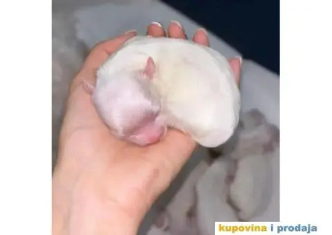 Maltezer prelepi štenci - 6/12