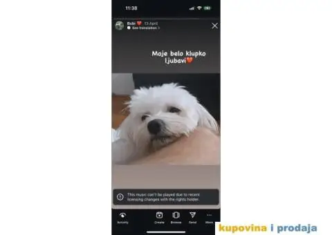 Maltezer prelepi štenci - 7/12