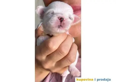 Maltezer prelepi štenci - 8/12