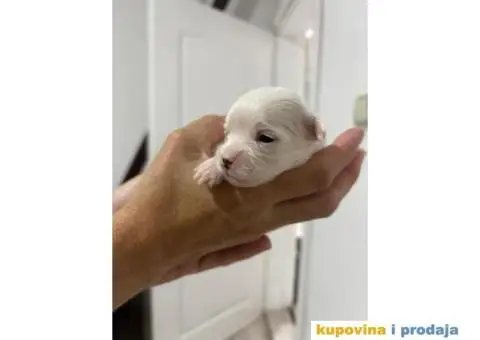 Maltezer prelepi štenci - 9/12
