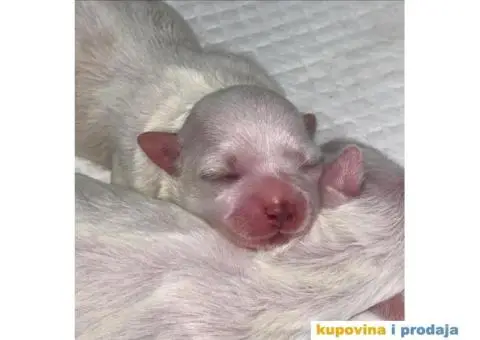 Maltezer prelepi štenci - 10/12