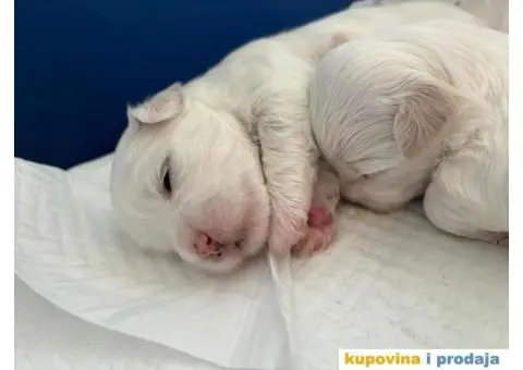 Maltezer prelepi štenci - 11/12