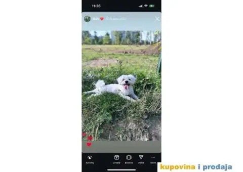 Maltezer prelepi štenci - 12/12