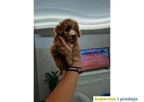 Maltipoo bebice - 1/7