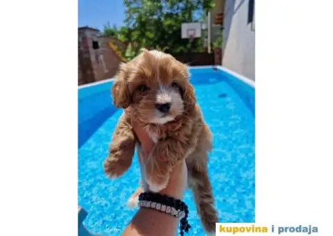 Maltipoo bebice - 2/7