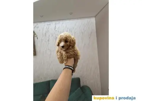 Maltipoo bebice - 3/7