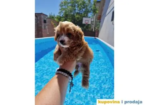 Maltipoo bebice - 5/7