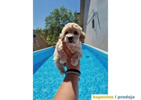 Maltipoo bebice - 6/7