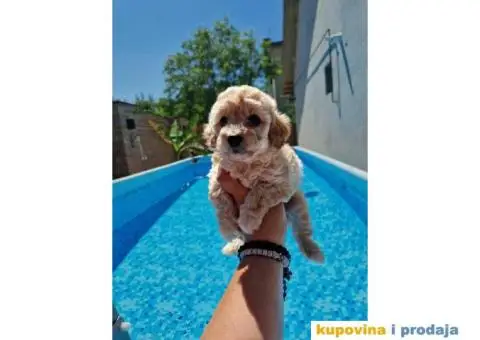 Maltipoo bebice - 7/7
