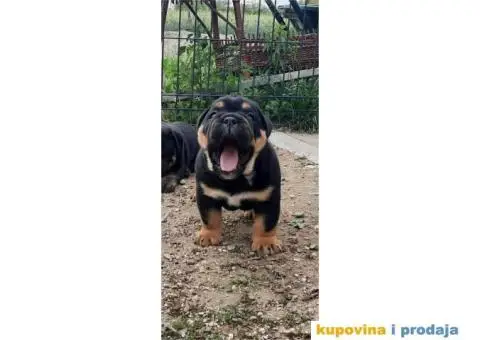 Engleski Buldog muško štene - 1/4
