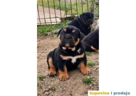 Engleski Buldog muško štene - 2/4