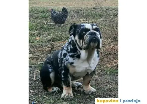 Engleski Buldog muško štene - 3/4