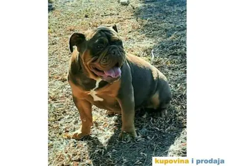 Engleski Buldog muško štene - 4/4