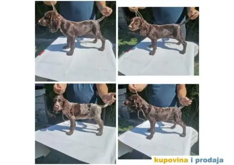 Stenci nemackog prepelicara - 1/5