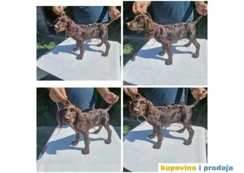 Stenci nemackog prepelicara - 2/5