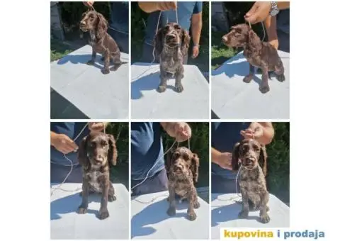 Stenci nemackog prepelicara - 3/5