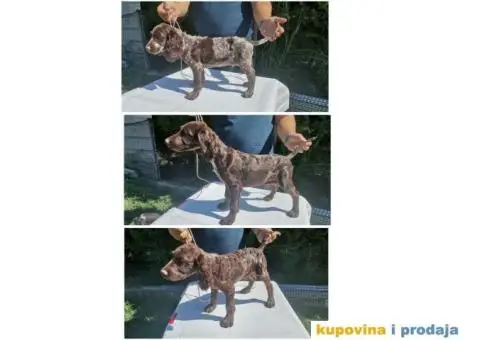 Stenci nemackog prepelicara - 4/5