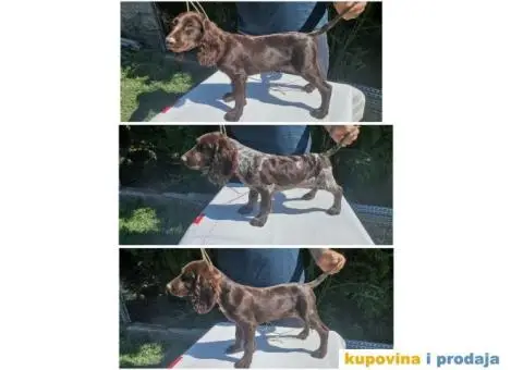 Stenci nemackog prepelicara - 5/5