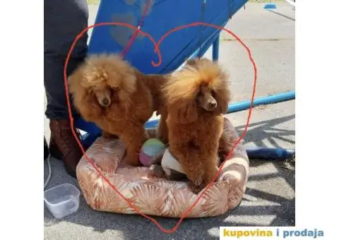 Patuljasta Pudla štenci - 1/8