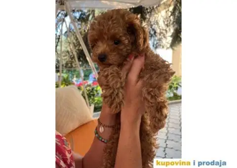 Patuljasta Pudla štenci - 2/8