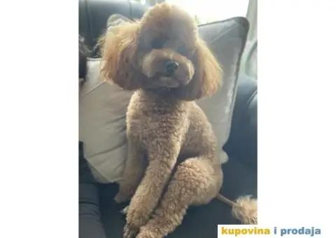 Patuljasta Pudla štenci - 3/8