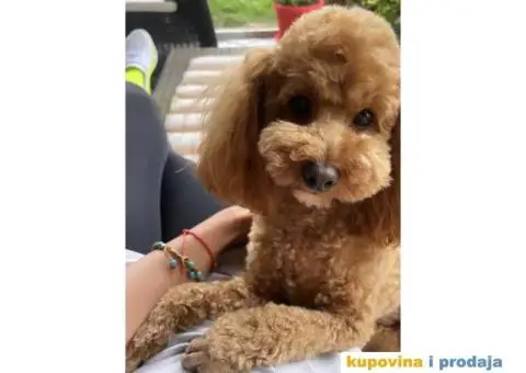 Patuljasta Pudla štenci - 4/8