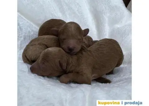 Patuljasta Pudla štenci - 5/8