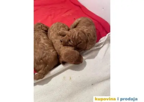 Patuljasta Pudla štenci - 6/8