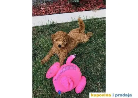 Patuljasta Pudla štenci - 7/8