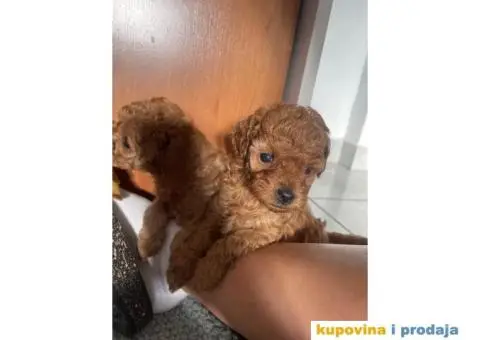 Patuljasta Pudla štenci - 8/8