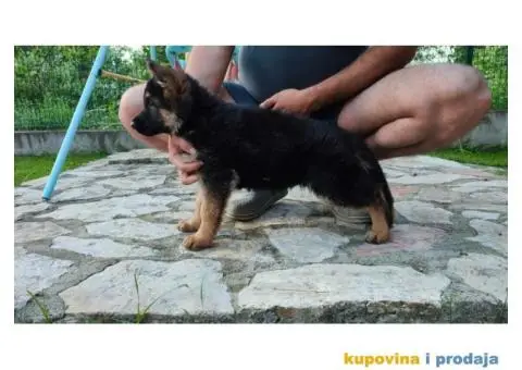 Nemački ovčar TOP PONUDA - 2/10