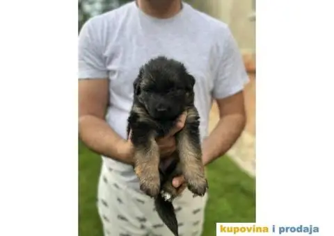 Nemački ovčar TOP PONUDA - 7/10